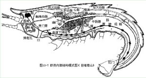 蝦頭能吃嗎？