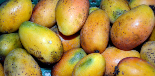 Mango