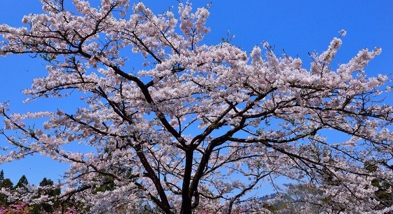 嘉義阿里山國家森林遊樂區（source by 阿里山國家風景區官網）