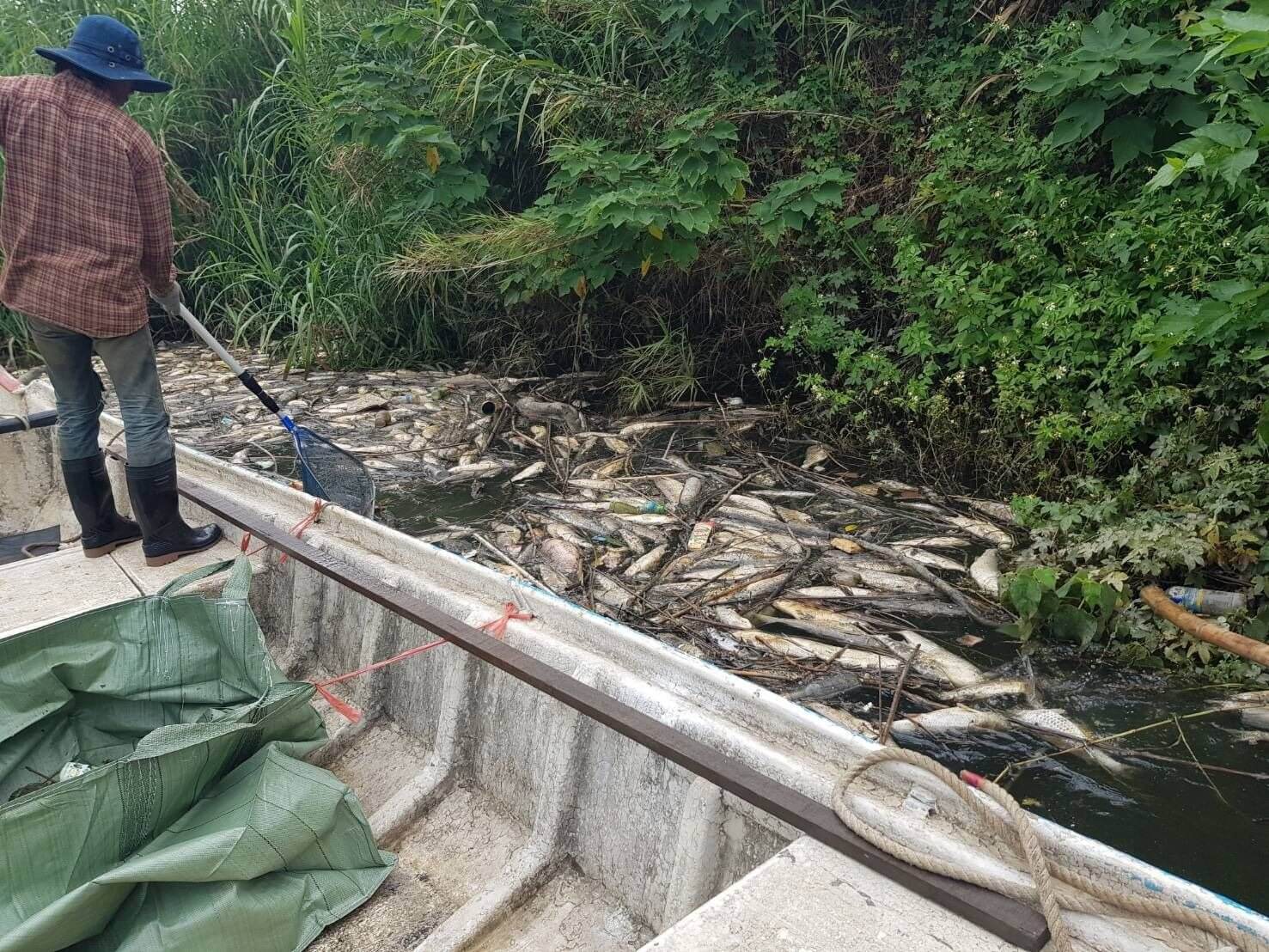 全力清除魚屍中。（圖／新北市水利局提供）